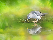 Sue Hsu's photo